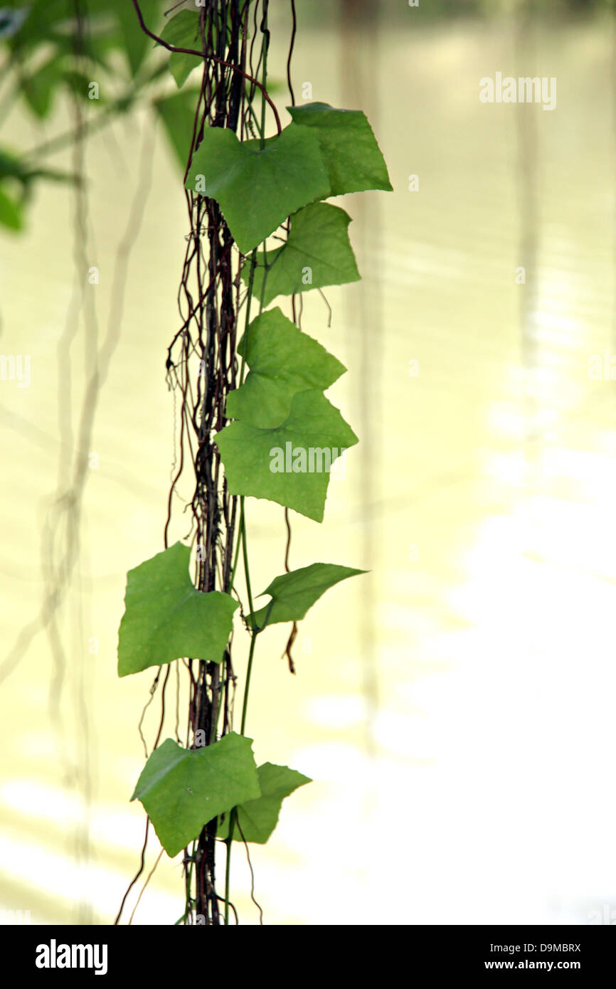 Die grünen Blätter von Reben im Garten hängen. Stockfoto