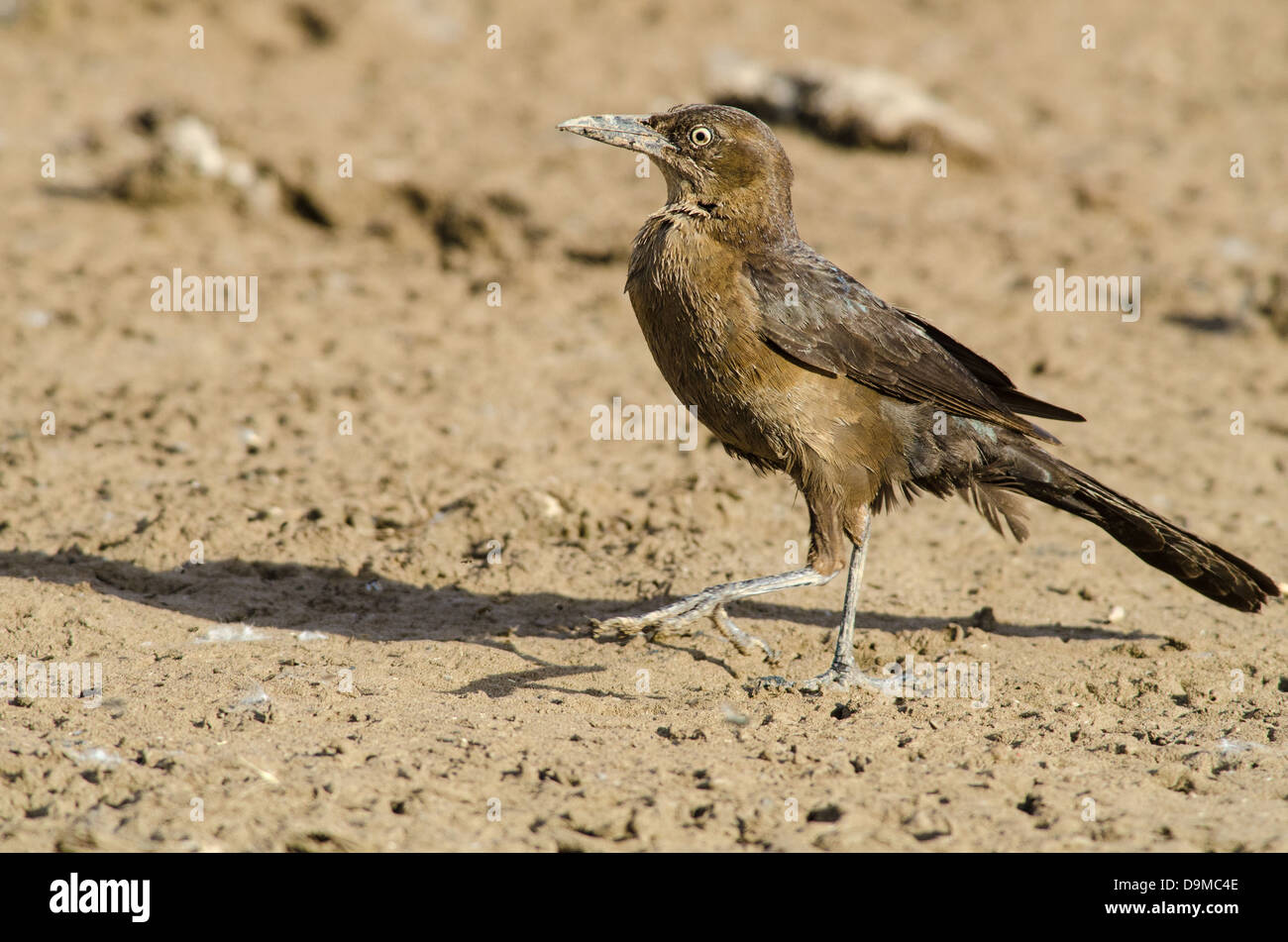 Weibliche Great-tailed Grackle, (Quiscalus Mexicanus), Bosque del Apache National Wildlife Refuge, Socorro co., New Mexico, USA. Stockfoto