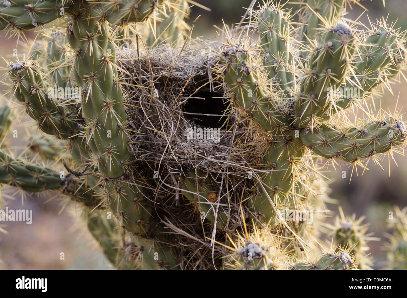 Wüste Vogelnest in einem Cholla Kaktus Stockfoto