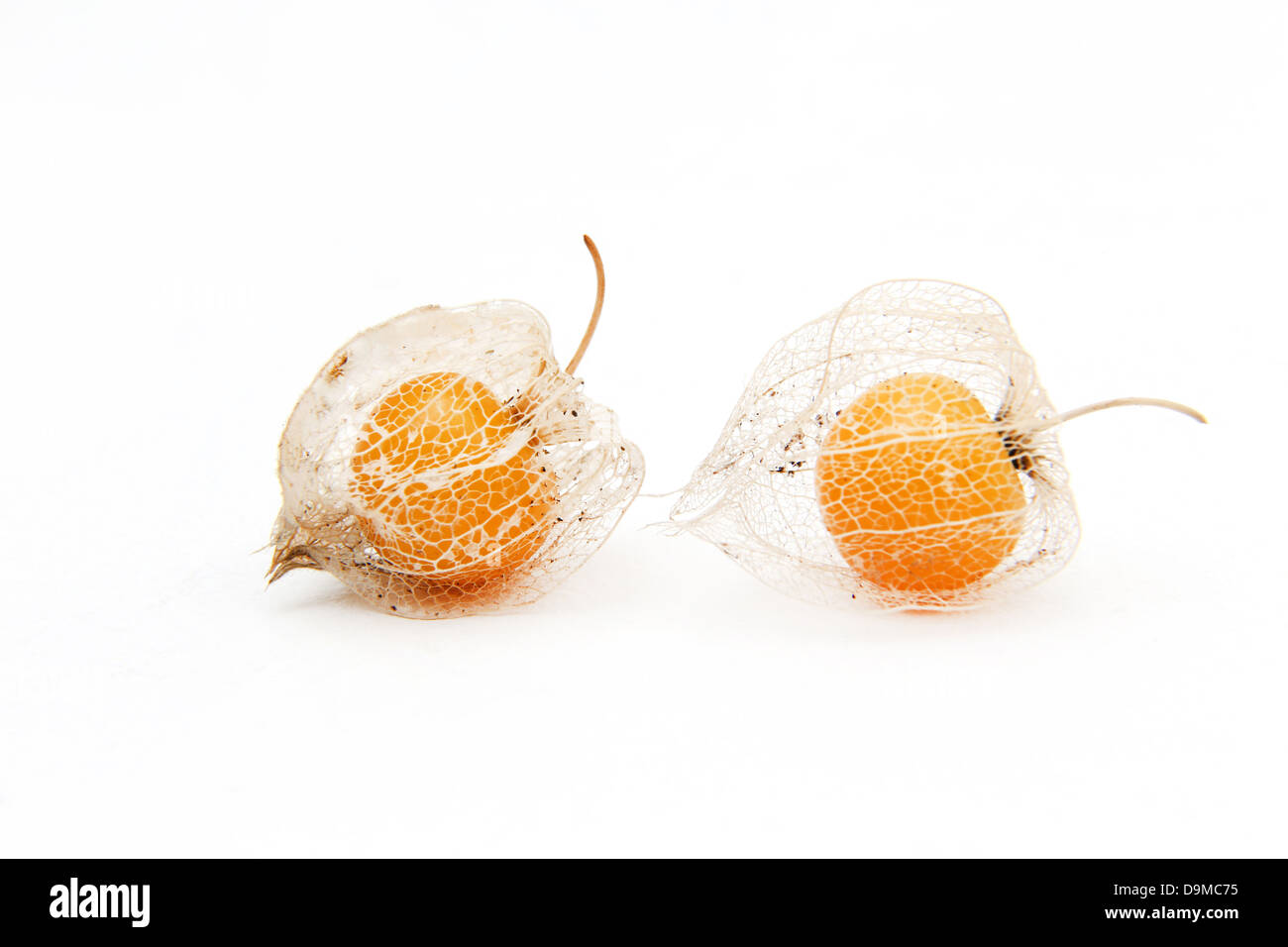 Reife Kap Stachelbeeren (Physalis Peruviana) im Kelch aus der Familie der Nachtschattengewächse Stockfoto