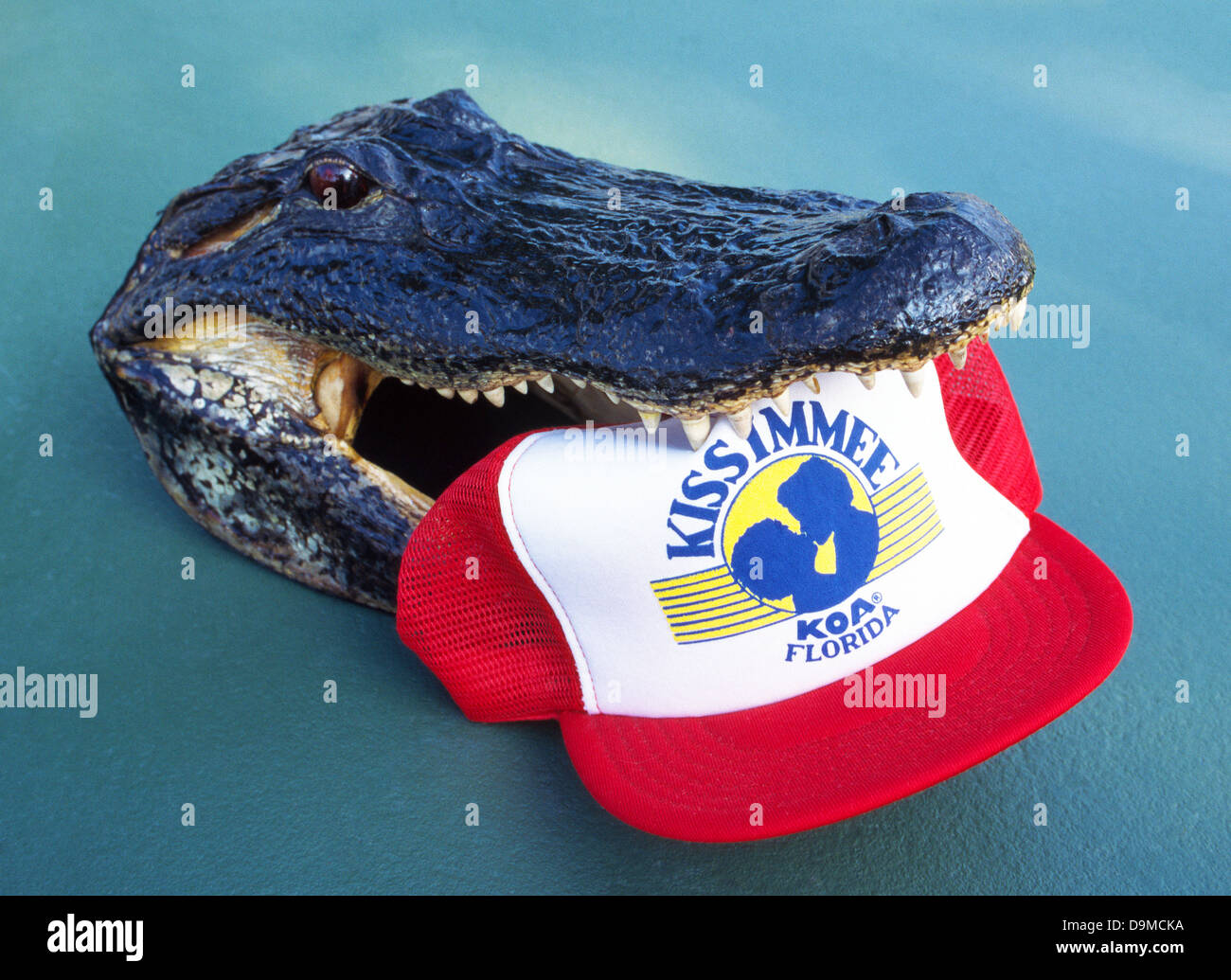 Ein Souvenir-Alligator-Kopf beißt in eine Baseball-Mütze, die Förderung von eines örtlichen Campingplatzes (KOA) in Kissimmee, Florida, USA. Stockfoto