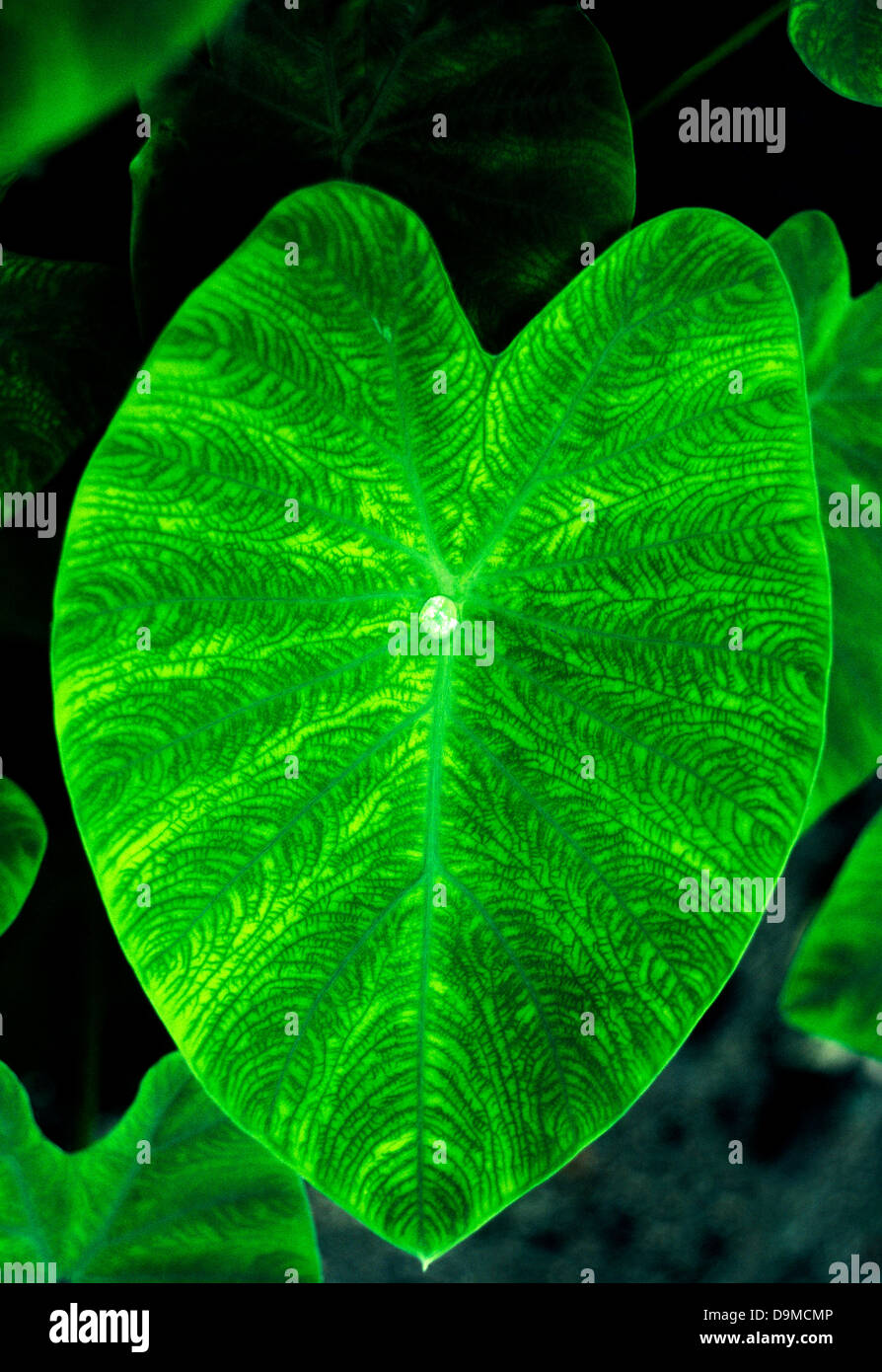 philodendron florida ghost mature 4