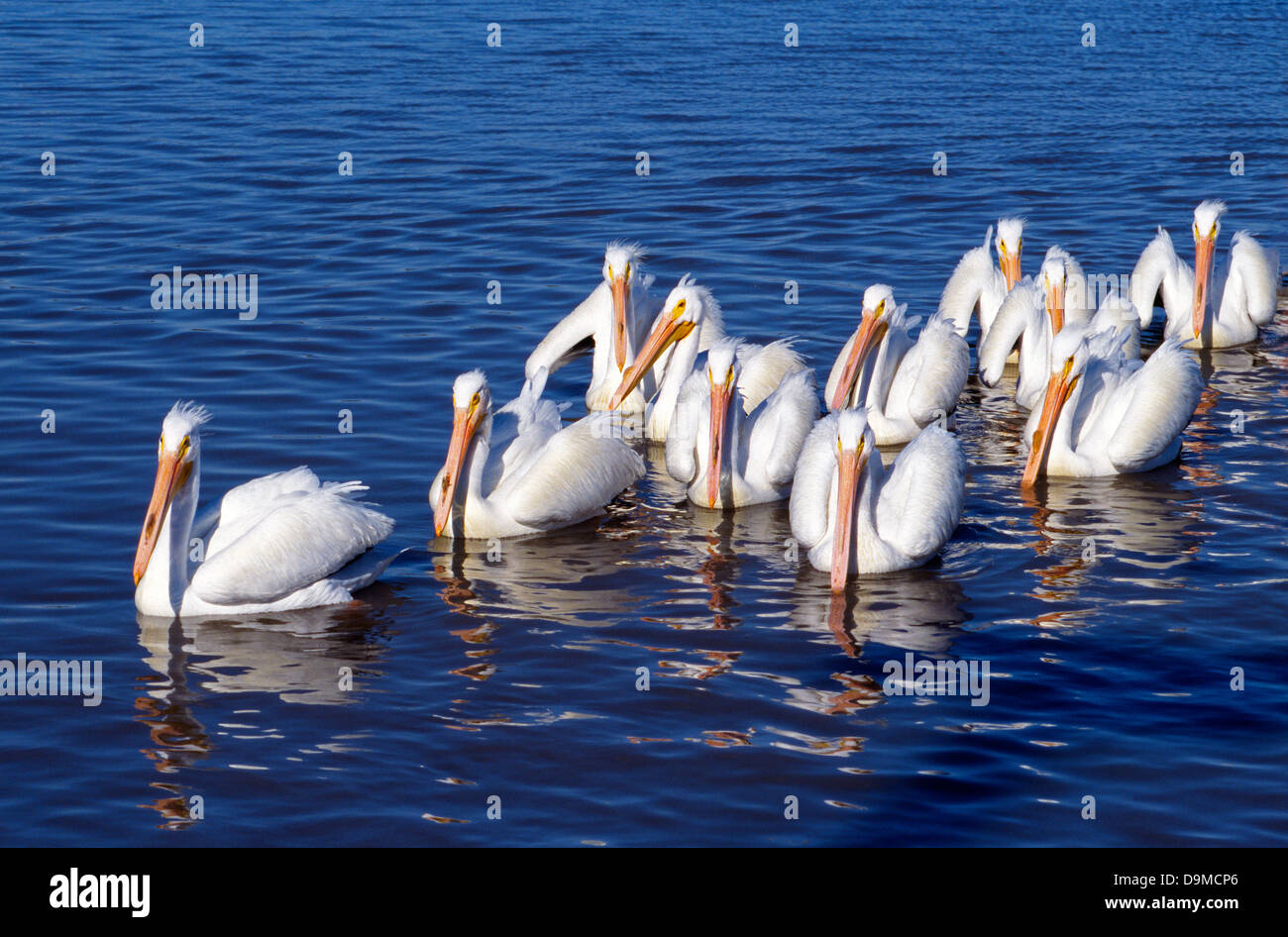 Eine kleine Herde von amerikanischen weißen Pelikane bekannt für ihre bunten Rechnungen schwimmen zusammen in den blauen Gewässern der Galveston Bay in Harris County, Texas, USA. Stockfoto