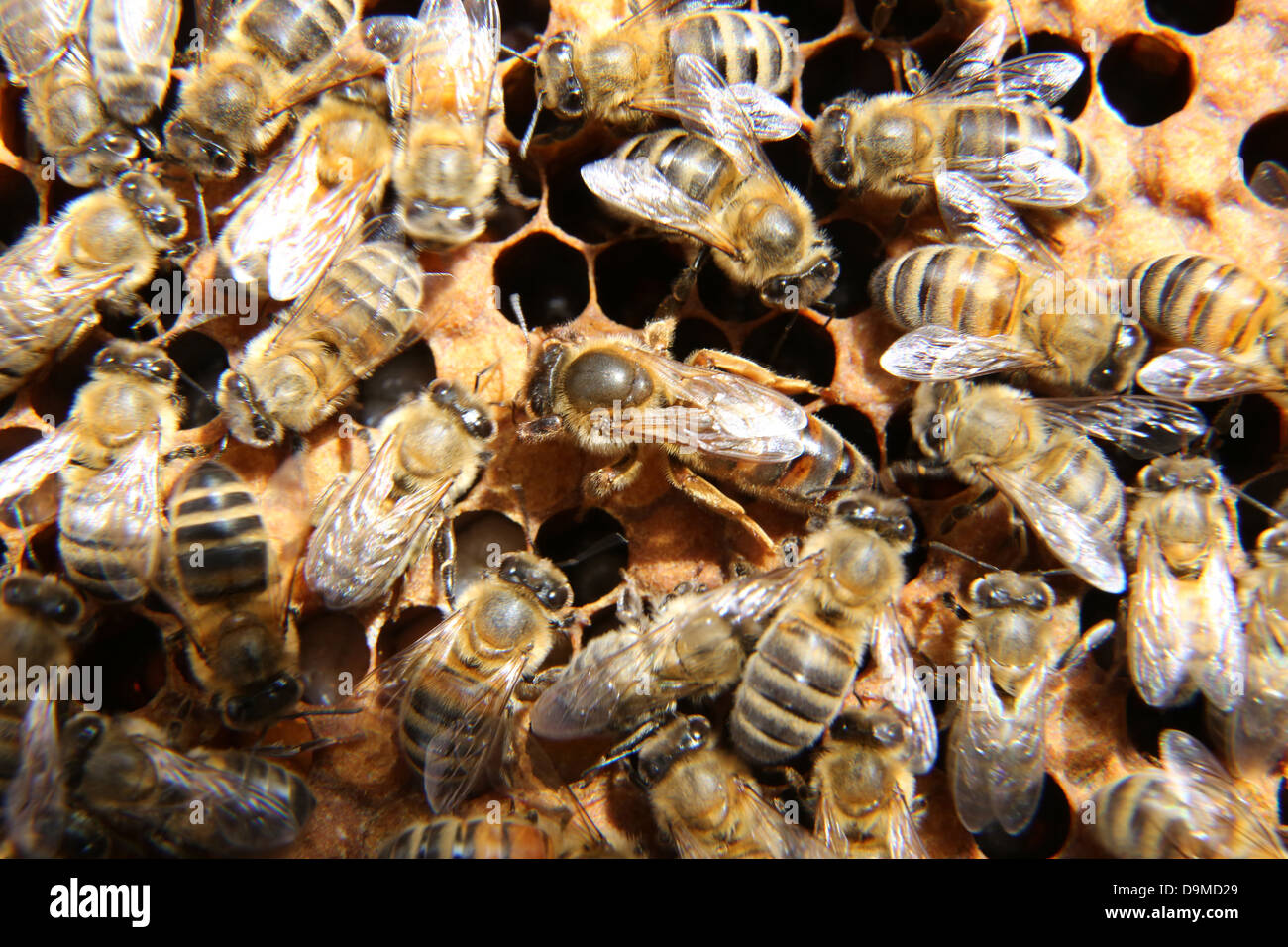 Bienenkönigin, die umgeben von Arbeitnehmern im Rahmen von Hive Stockfoto