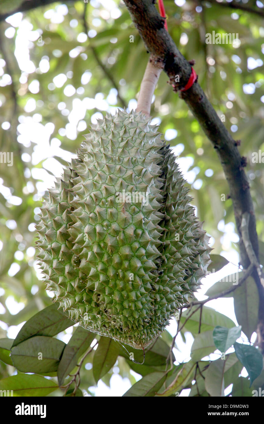 Durian aus Thailand ist Frucht mit einem starken Geruch. Stockfoto
