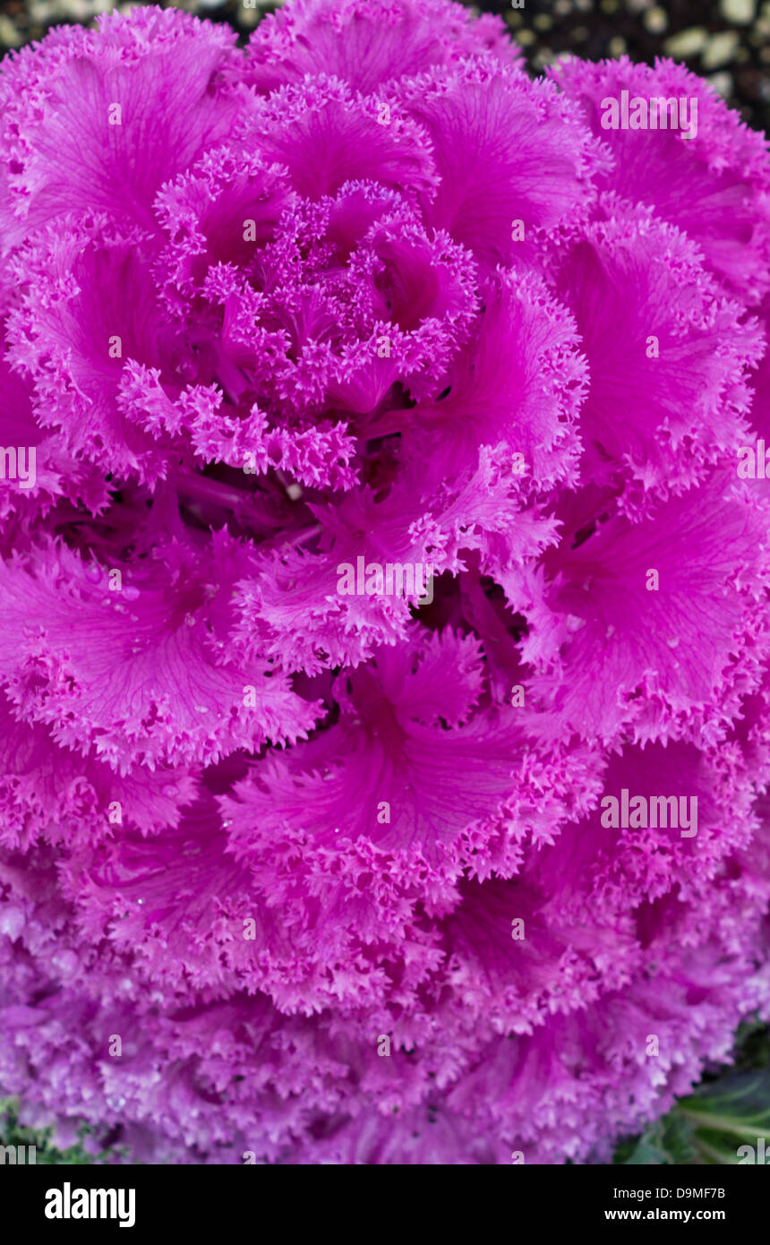 Red Rüschen Endivie ornamentalen Grünkohl im Garten Stockfoto