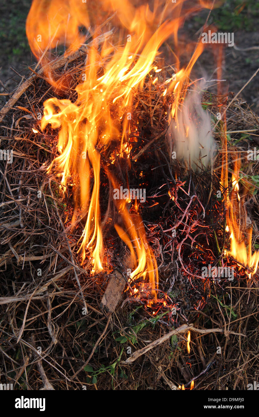 Körper der Flamme entzünden in einem Wald Stockfoto