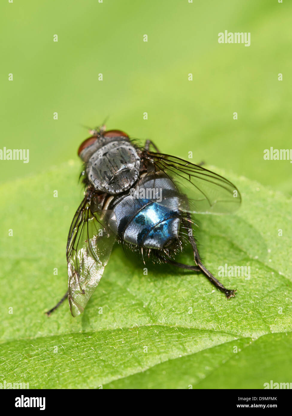 Zusammenarbeit-Fly Stockfoto