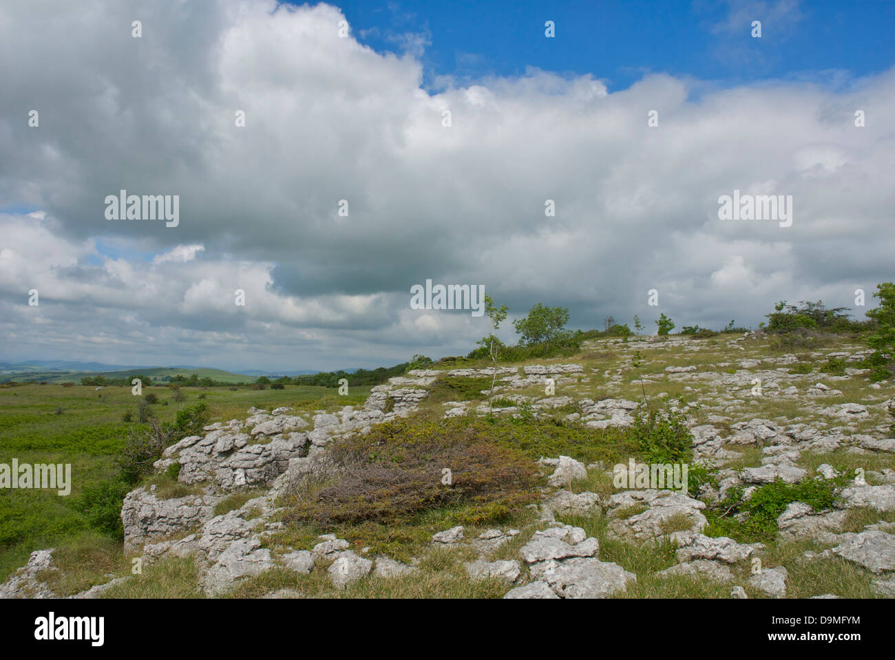 Kalkstein Pflaster bei Hutton Dach Klippen, Cumbria Wildlife Trust Naturschutzgebiet, Cumbria, England UK Stockfoto