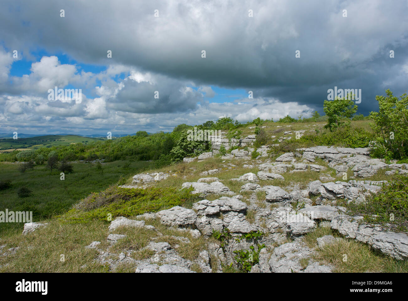 Kalkstein Pflaster bei Hutton Dach Klippen, Cumbria Wildlife Trust Naturschutzgebiet, Cumbria, England UK Stockfoto