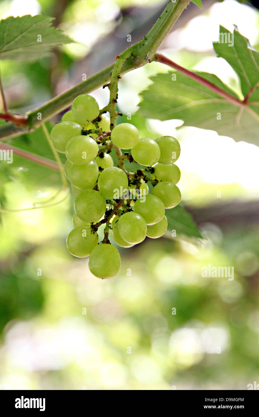 Die grüne kernlosen Trauben auf dem Baum. Stockfoto