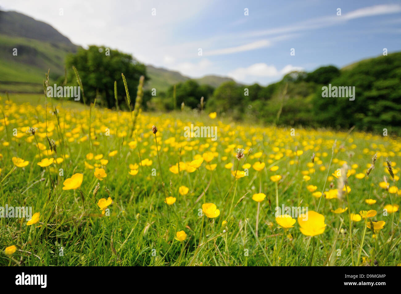 Butterblumen in einem Feld in Eskdale im Sommer im englischen Lake District Stockfoto