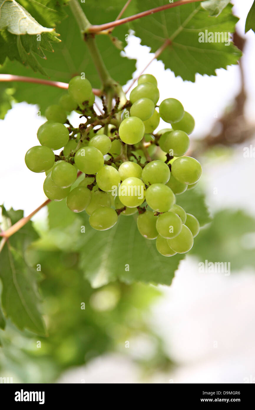 Die grüne kernlosen Trauben auf dem Baum. Stockfoto