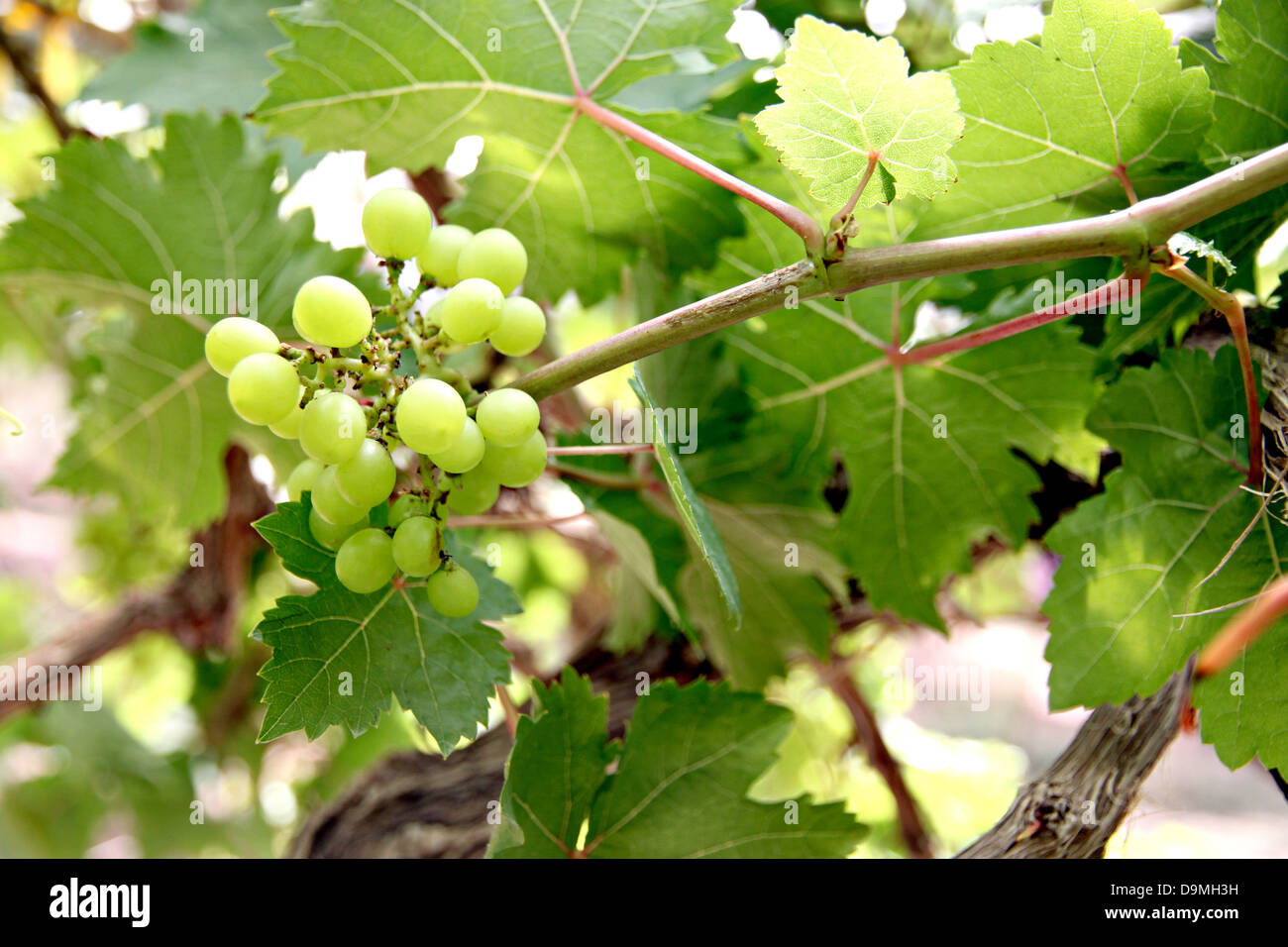 Die grüne kernlosen Trauben auf dem Baum. Stockfoto