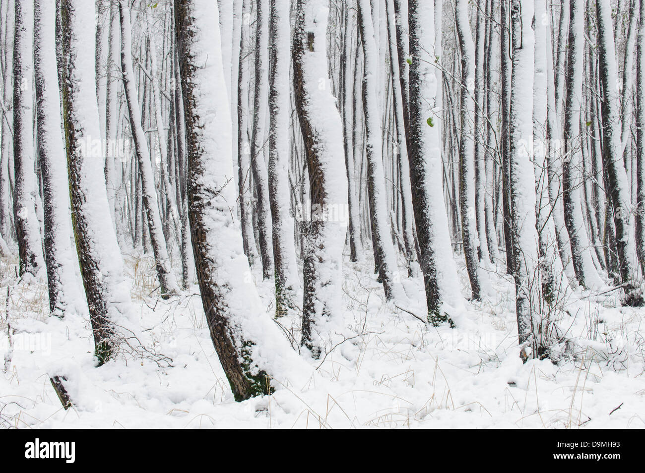 Winter im Erle Holz, Bäume Stämme Schnee Stockfoto