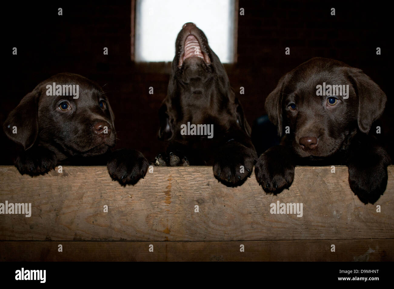 Chocolate Labradors, hat zwei Unternehmen, zu dritt eine Menge. Stockfoto