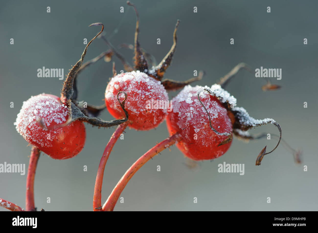 Kartoffel rose in der Raureif Stockfoto