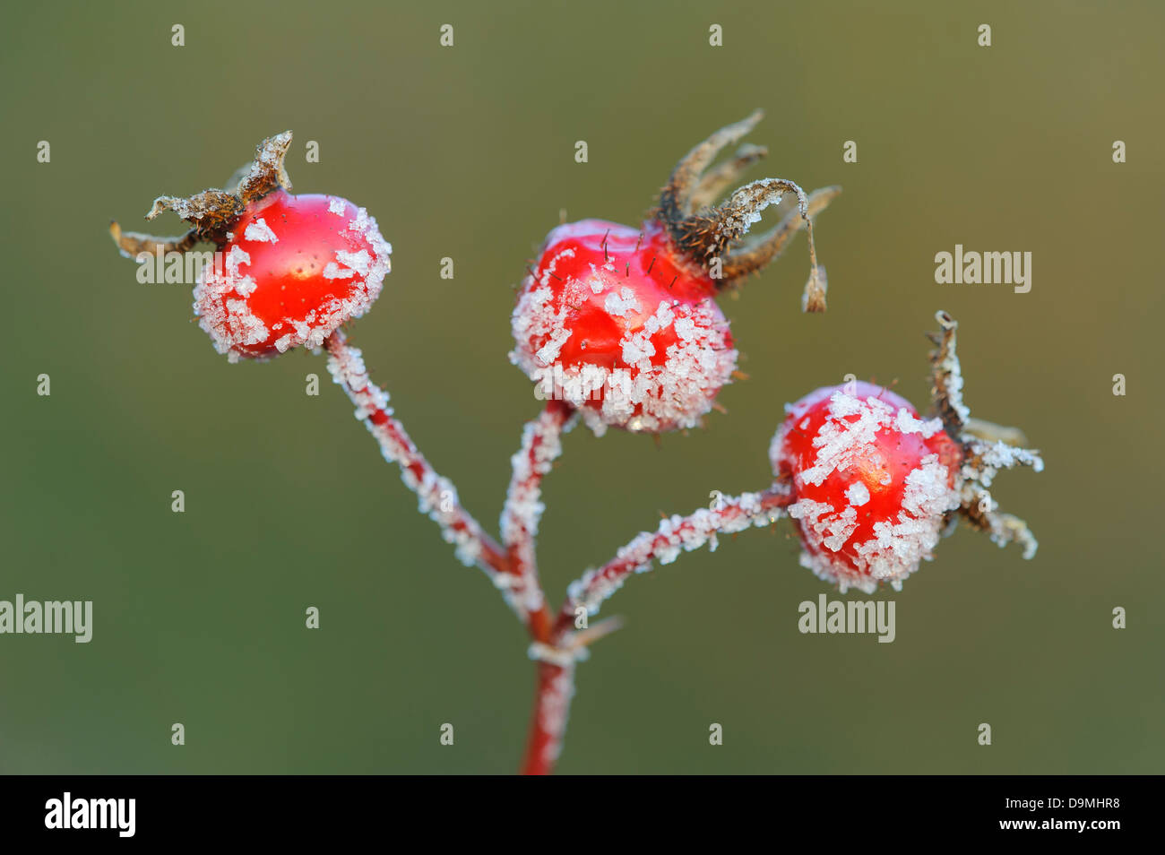 Kartoffel stieg im Raureif Apple rose Eis Obst Staat Japan rose Kartoffel rose Rosa Rugosa Wasser Winter in der Raureif mehr von Stockfoto