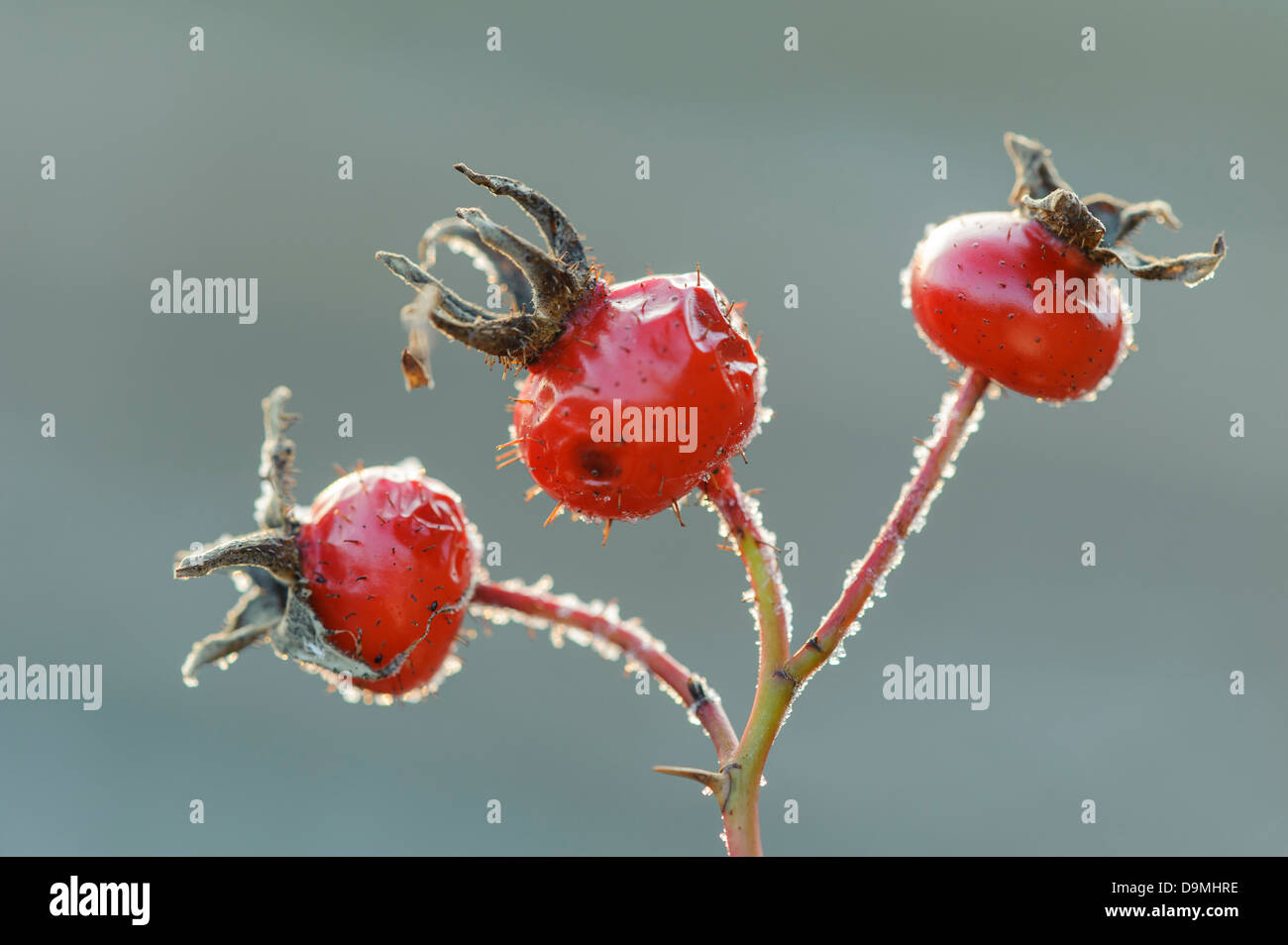 Rose Eis Apfelfrucht Staat Japan rose Kartoffel rose Rosa Rugosa Wasser Winter in der Raureif mehr Vielblühend Wildrose Stockfoto