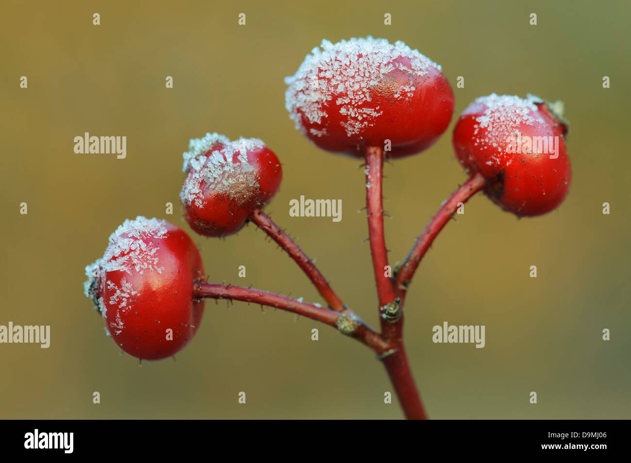 Rose Eis Apfelfrucht Staat Japan rose Kartoffel rose Rosa Rugosa Wasser Winter in der Raureif mehr Vielblühend Wildrose Stockfoto