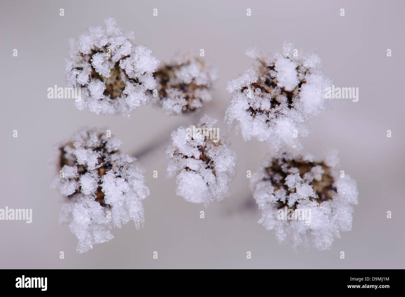 Eiskristalle Form Rand Farn Sy Eis: Chrysanthemum Vulgare Tanacetum Vulgare Wasser Winter Stockfoto