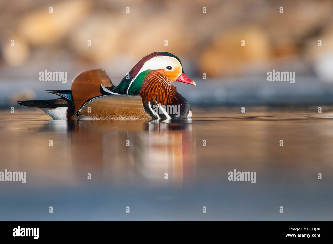 Mandarin Duck, Aix Galericulata, Stockfoto