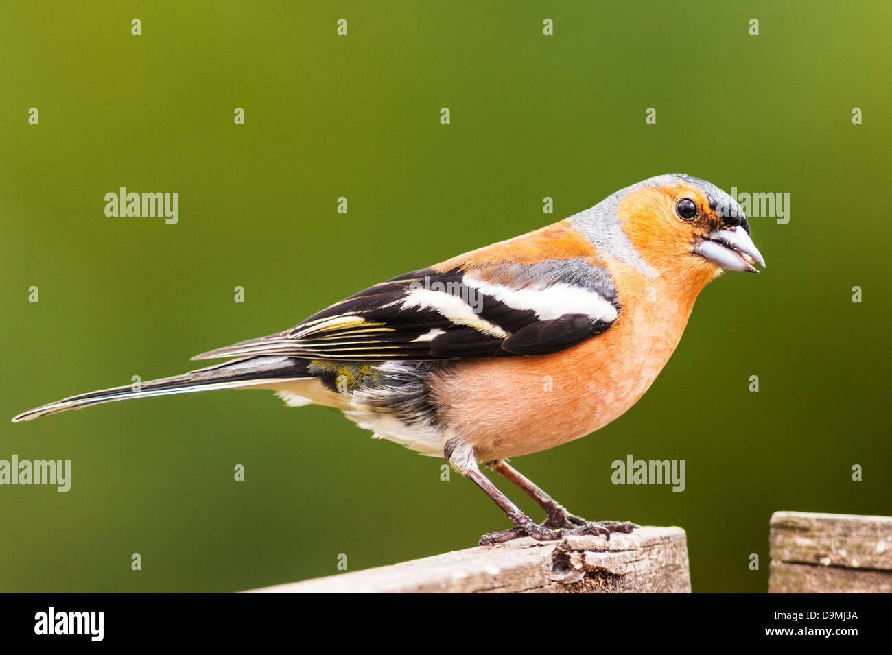 Einen männlichen Buchfinken (Fringilla Coelebs) im Vereinigten Königreich Stockfoto