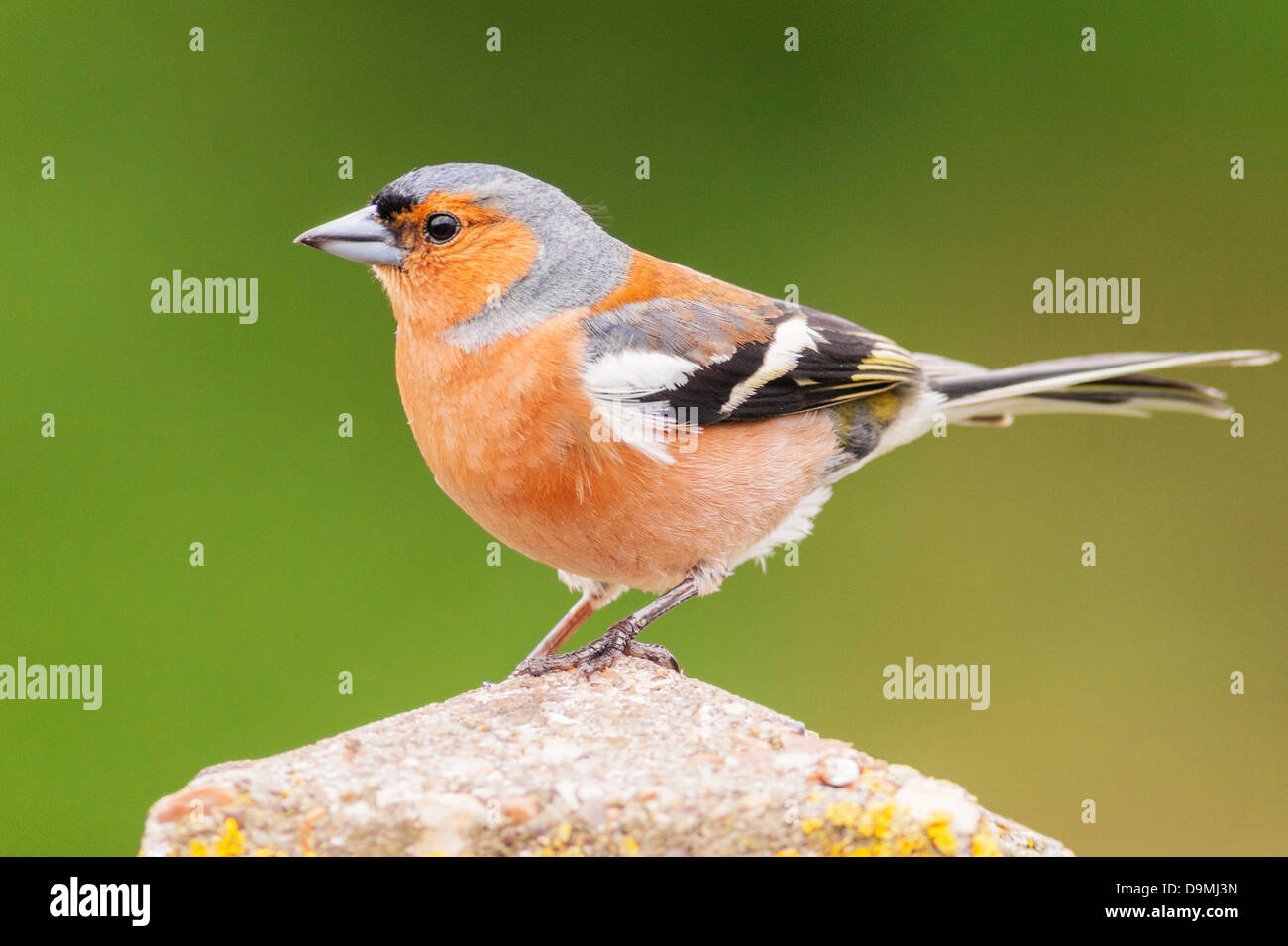 Einen männlichen Buchfinken (Fringilla Coelebs) im Vereinigten Königreich Stockfoto