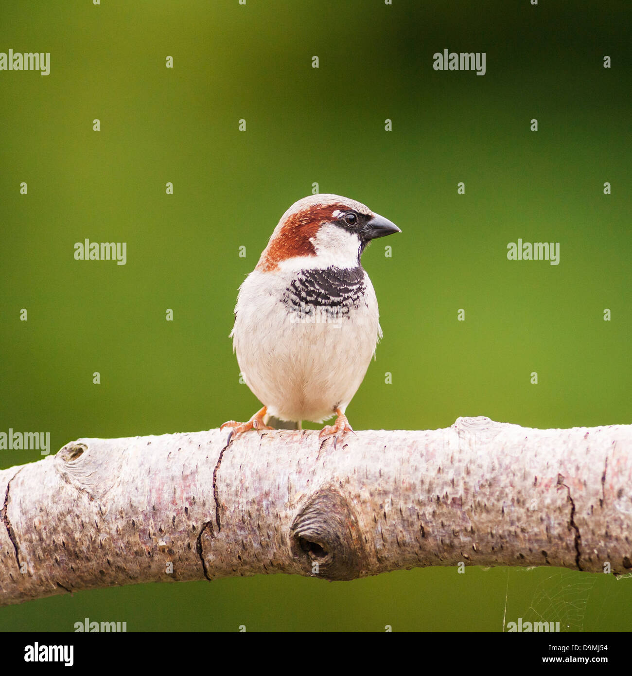 Eine Nahaufnahme Portrait eines männlichen Haussperling (Passer Domesticus) mit einem diffusen Hintergrund genommen in einem britischen Garten Stockfoto