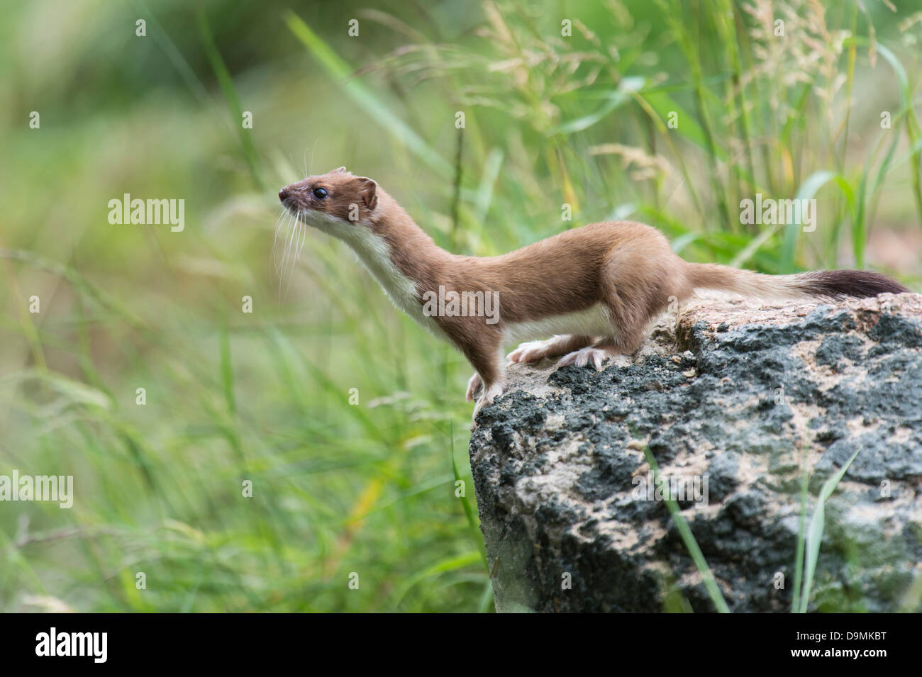 Hermelin im Sommerfell Stockfoto