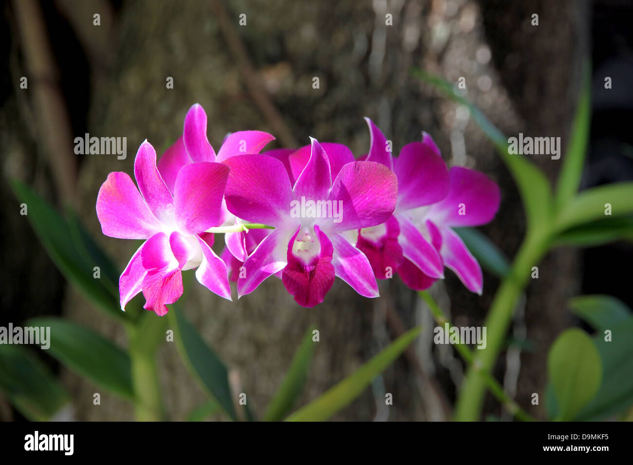 Die rosa Orchidee auf Baum Hintergrund. Stockfoto