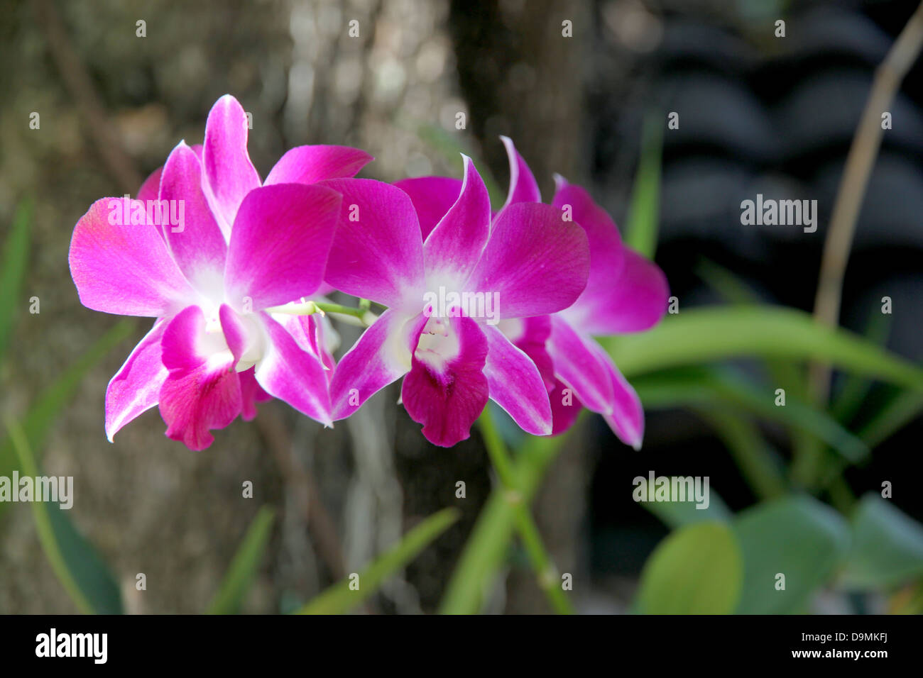 Die rosa Orchidee auf Baum Hintergrund. Stockfoto