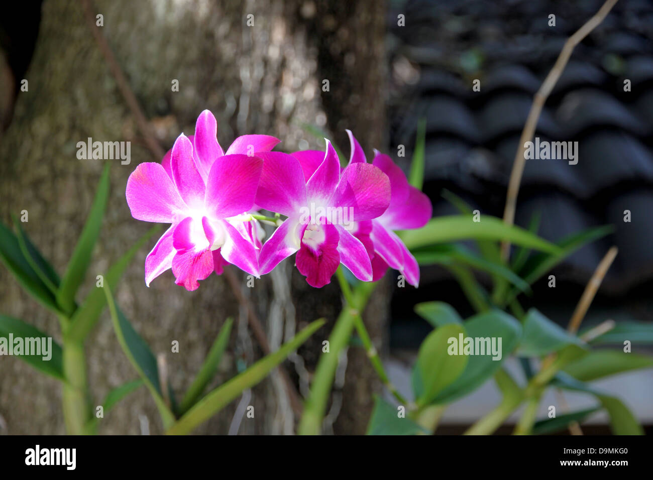 Die rosa Orchidee auf Baum Hintergrund. Stockfoto