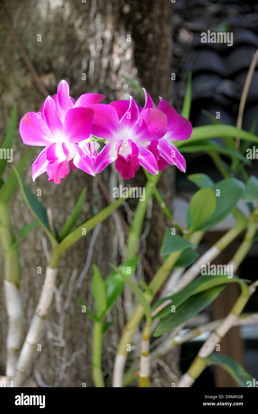 Die rosa Orchidee auf Baum Hintergrund. Stockfoto