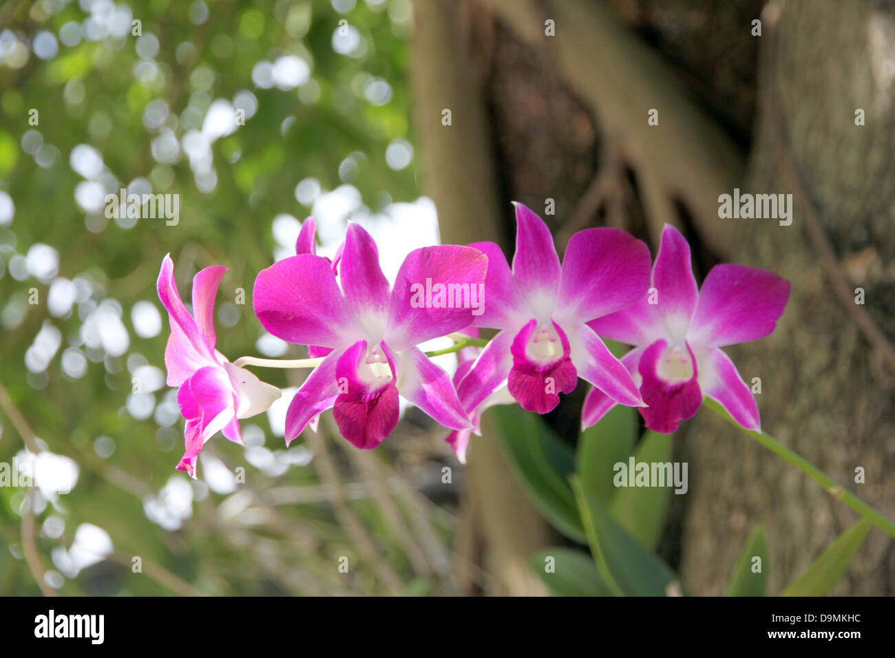 Die rosa Orchidee auf Baum Hintergrund. Stockfoto