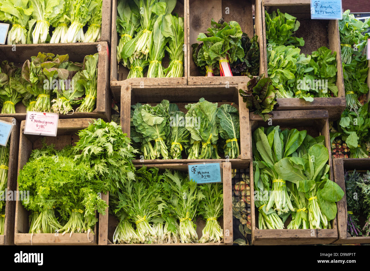 Portland Oregon USA. Frisch geerntete Salat auf dem Display auf dem Bauernmarkt Stockfoto