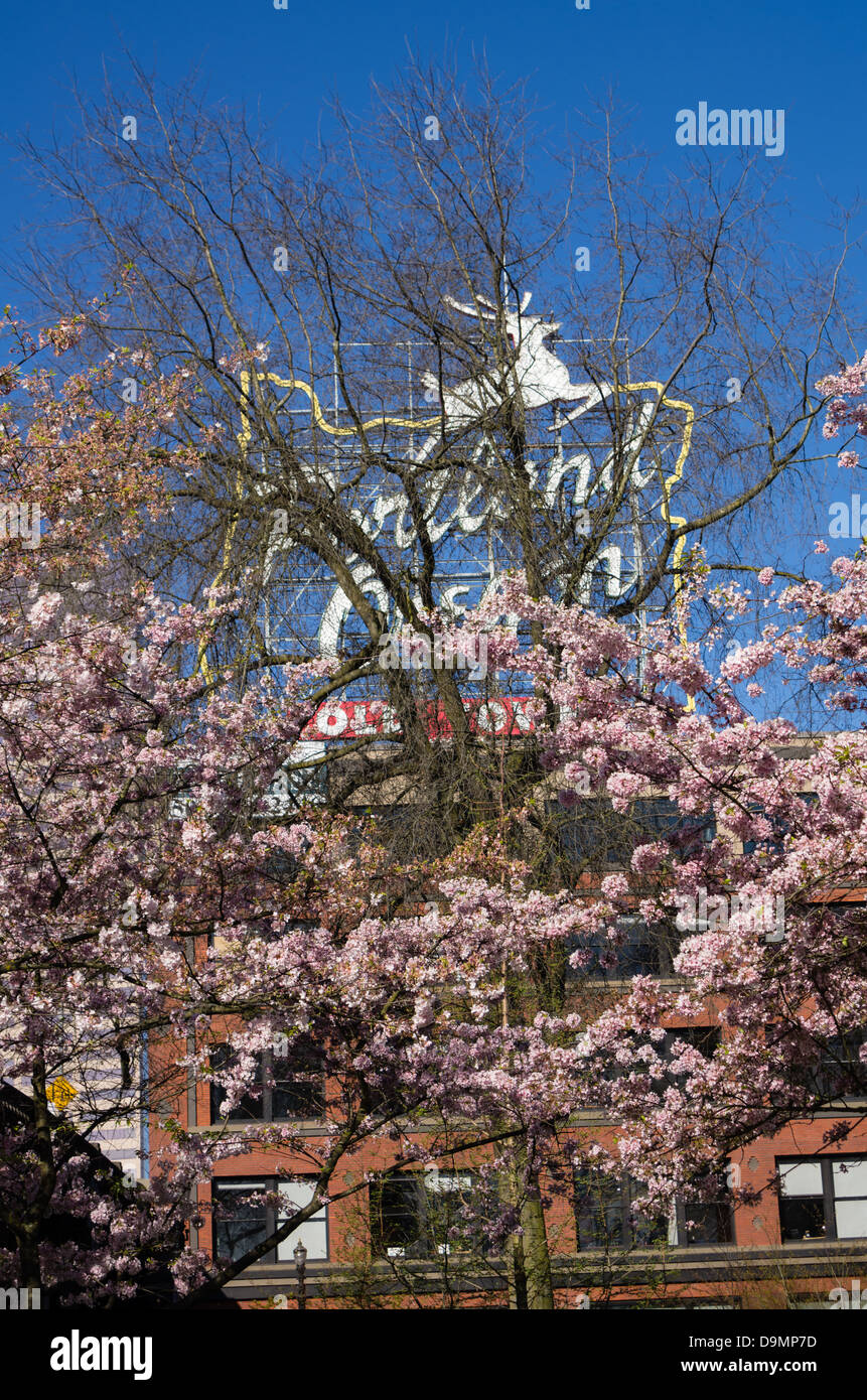 Portland Oregon USA. Rosa fröhliche Blüten schmücken einen Fluss Gehweg im zeitigen Frühjahr Stockfoto