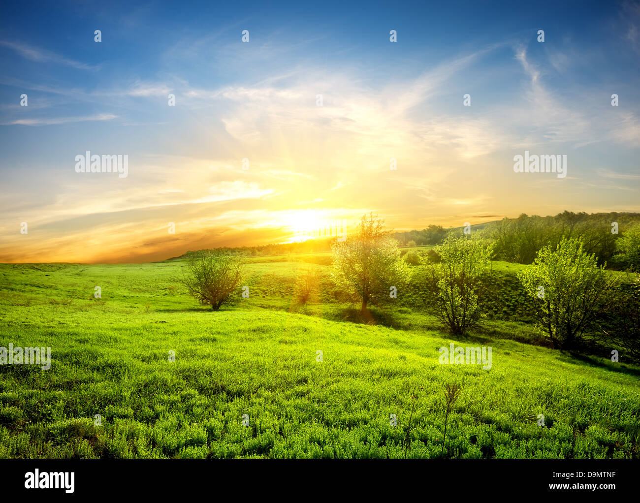 Grüne Felder, Gras und Bäume bei Sonnenuntergang Stockfoto