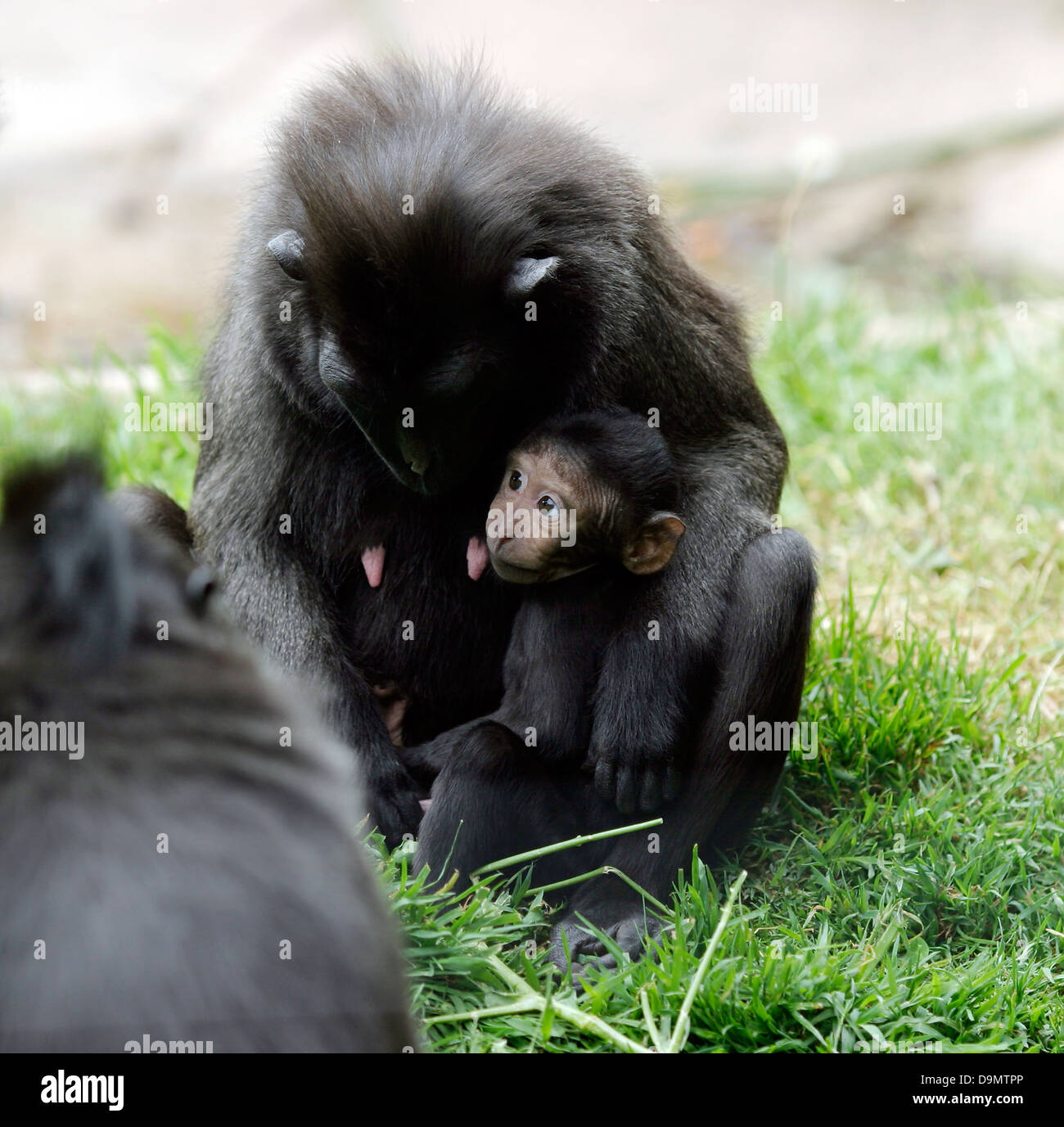 Makaken, Mutter und Kind Makaken Mutter und Kind Sulawesi crested schwarz Makaken Macaca nigra Stockfoto