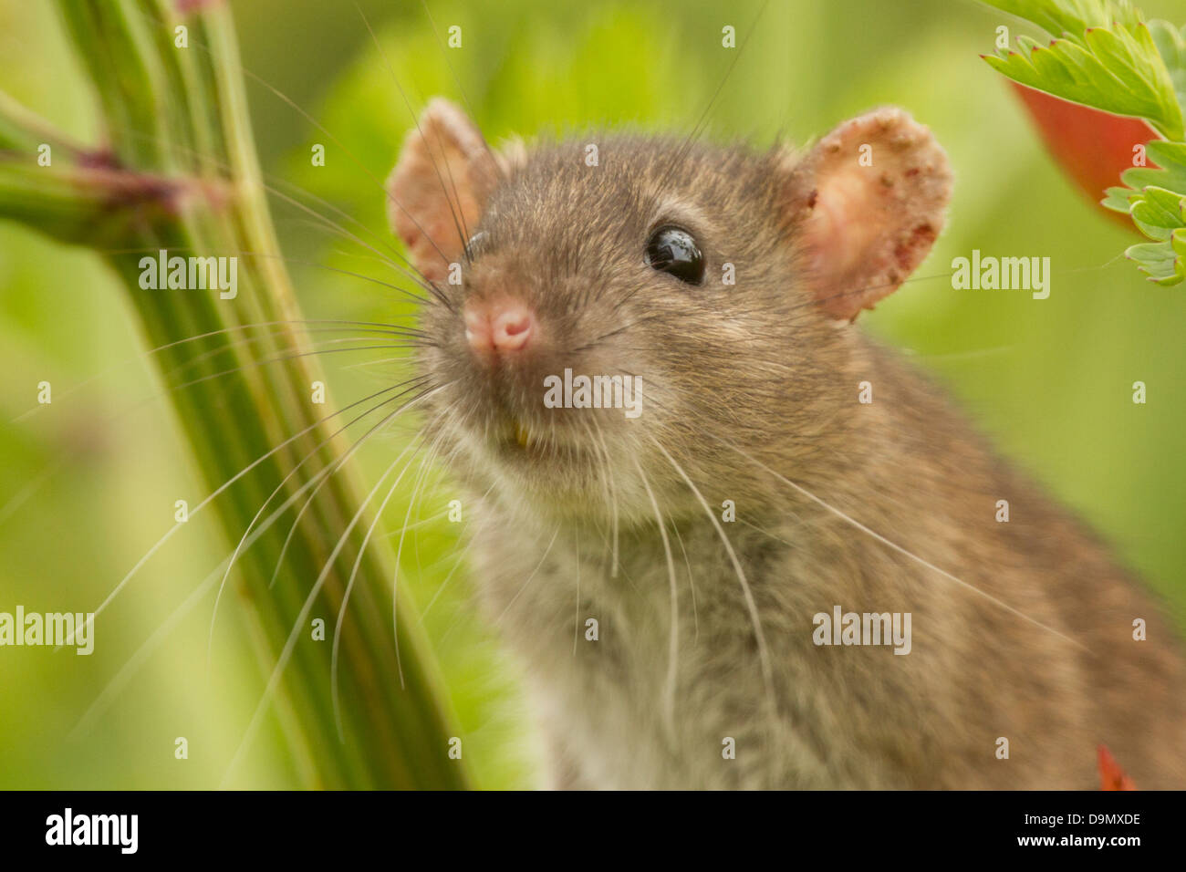 Braune Ratte; Rattus Norvegicus; im Garten; UK Stockfoto