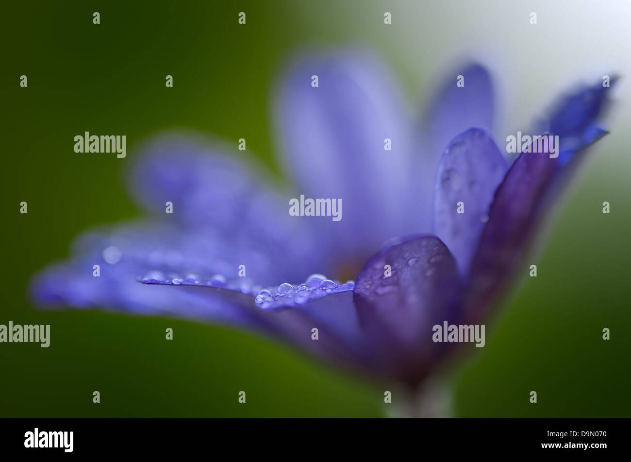 Makro einer blaue Anemone Blume nach Regen. Stockfoto