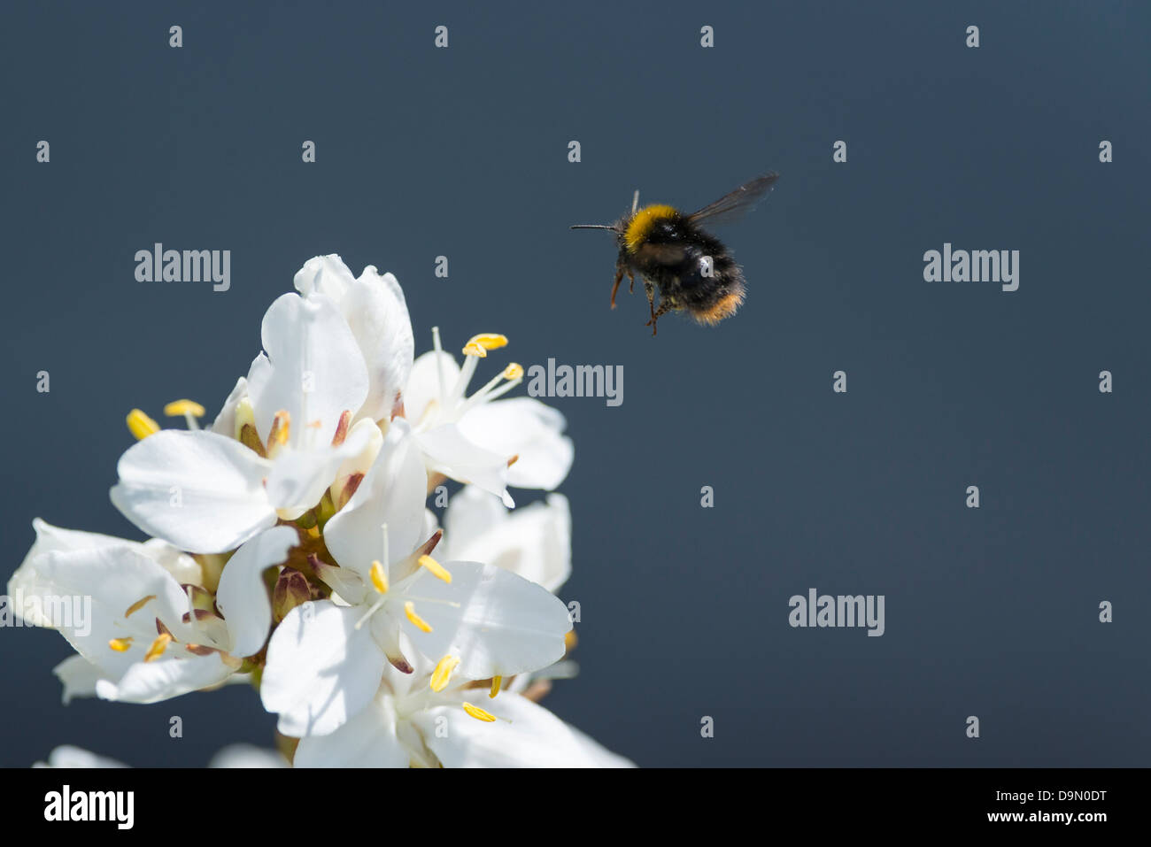 Bumble Biene fliegen, um die Blume Stockfoto