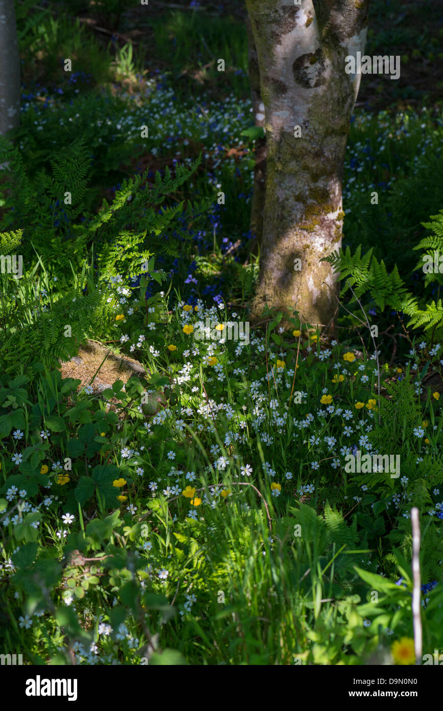 Wildblumen im Frühling unter Bäumen wachsen Stockfoto