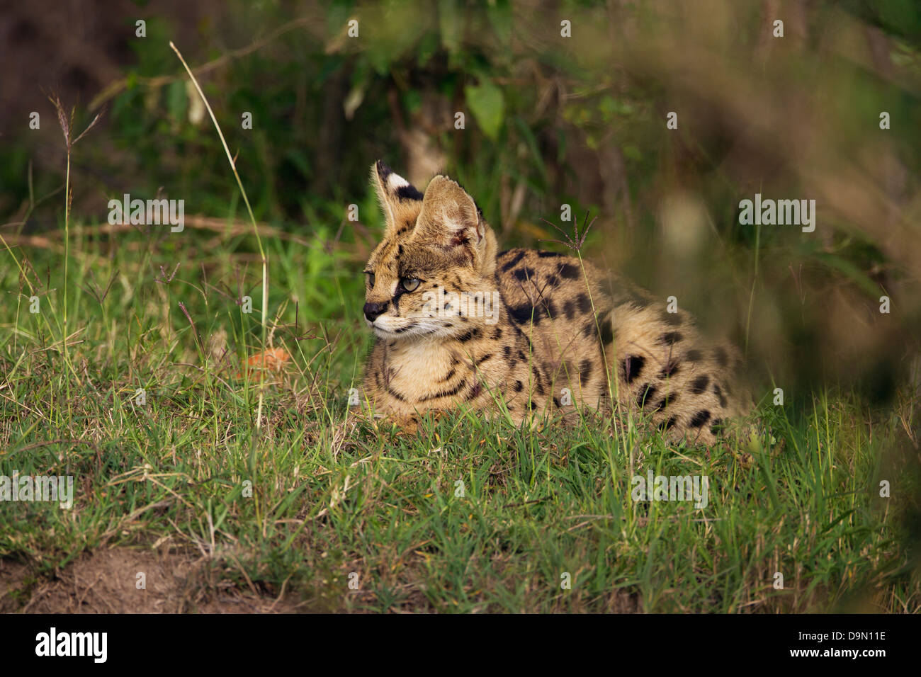 Serval Katze Nahaufnahme, Masai Mara, Kenia Stockfoto