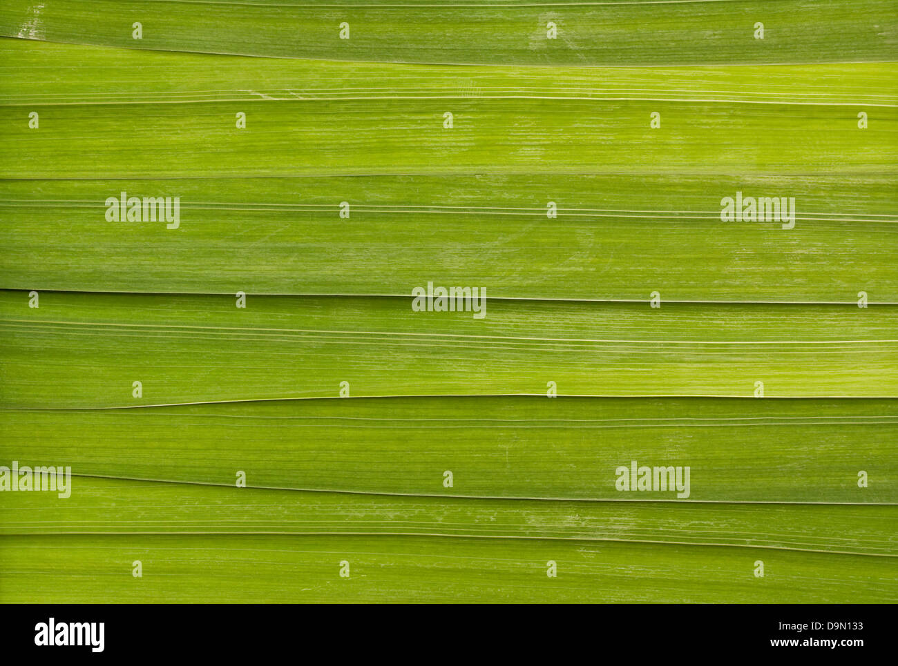 Lange Blatt Detail Hintergrund für Heilbäder oder entspannende Massage-Zimmer Stockfoto