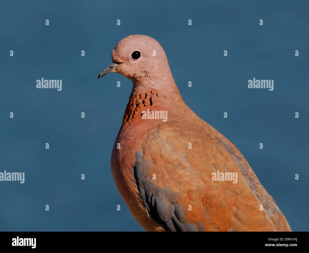 Lachende Taube Streptopelia Senegalensis, Stockfoto Lachende Taube Streptopelia Senegalensis, Stockfoto