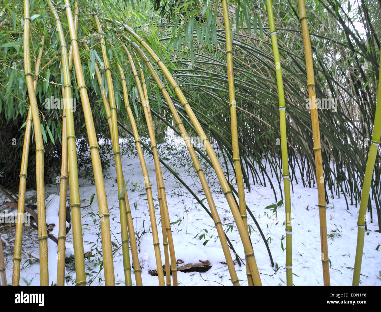 Bambus, Phyllostachys Aureosulcata Aureocaulis, Phyllostachys Bisetti,  gelbe Bambus, Grner Bambus, Winter, Schnee Stockfotografie - Alamy