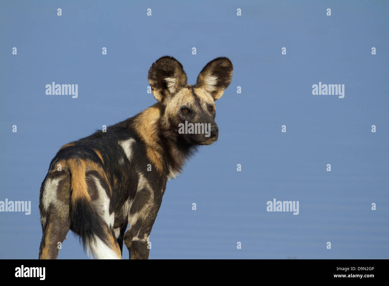 Afrikanischer Wildhund Nahaufnahme Hochformat, Serengeti, Tansania Stockfoto
