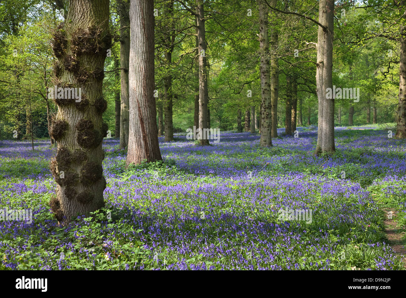 Bluebell Teppich in Waldgebieten Stockfoto