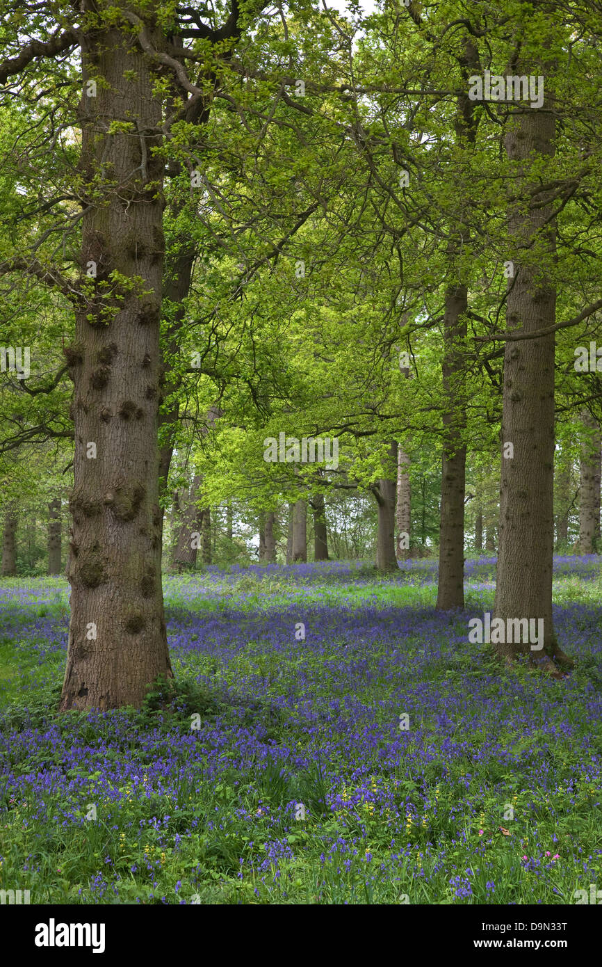 Bluebell Teppich in Waldgebieten Stockfoto